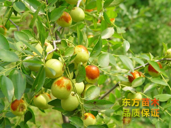 棗樹苗的適應(yīng)條件