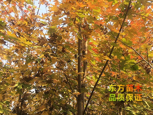 美國(guó)紅楓